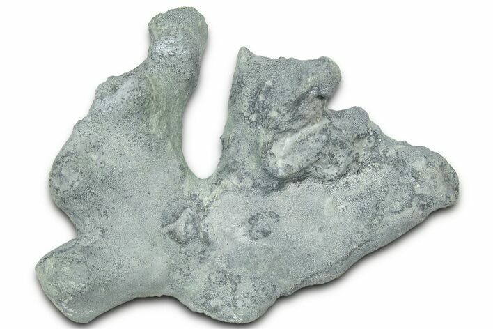 Fossil Bryozoan Colony - Indiana #325807